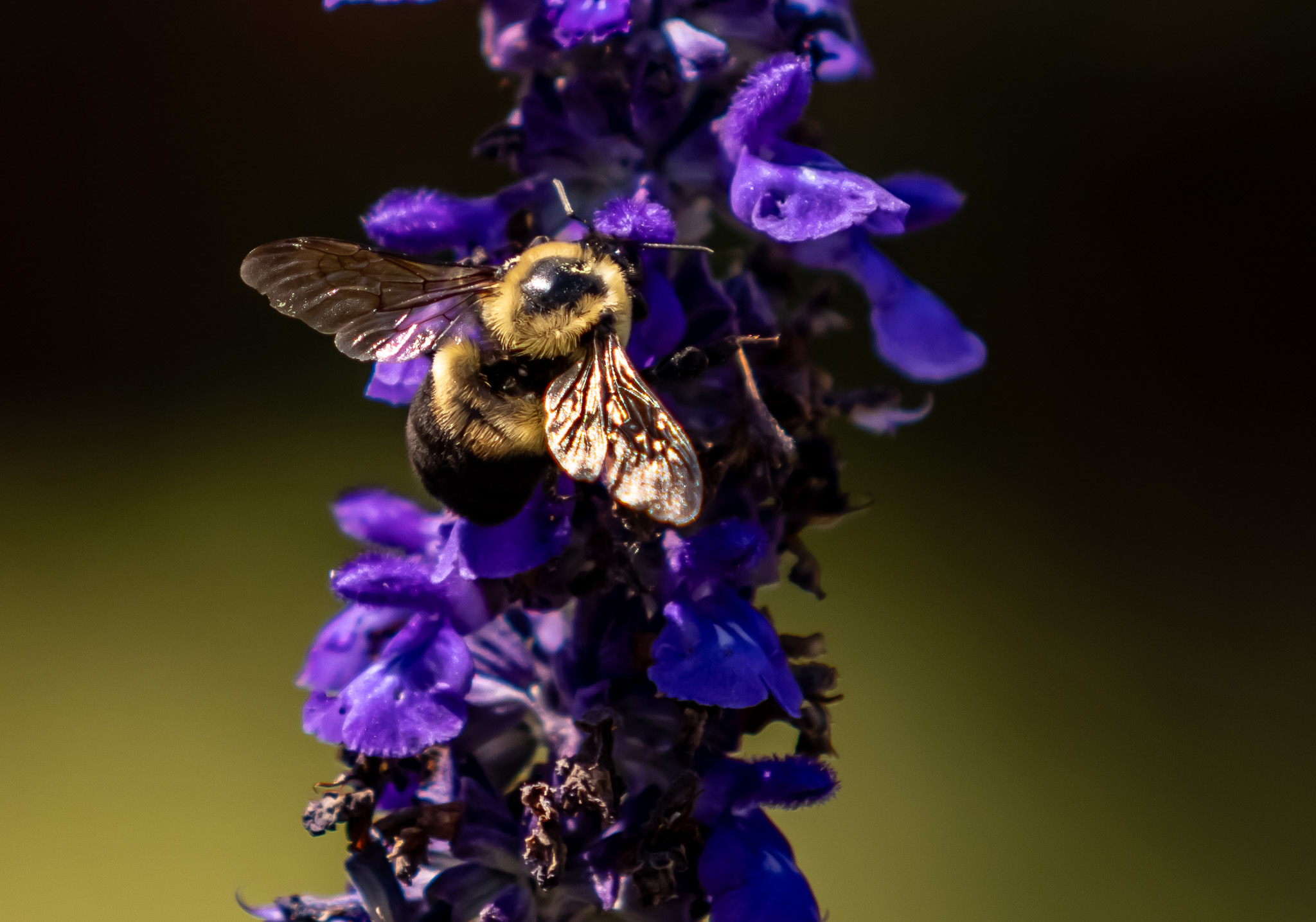 Bee w/ salvia