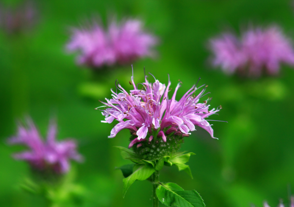 Bee Balm (Monarda) – The Life of the Garden Party