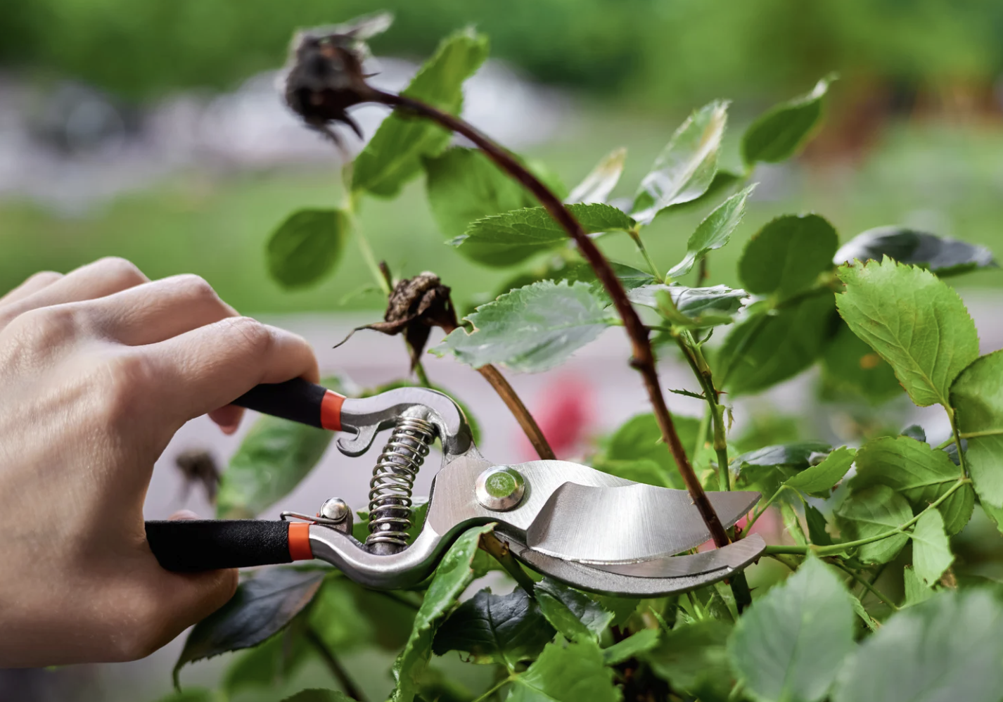 Summer Pruning
