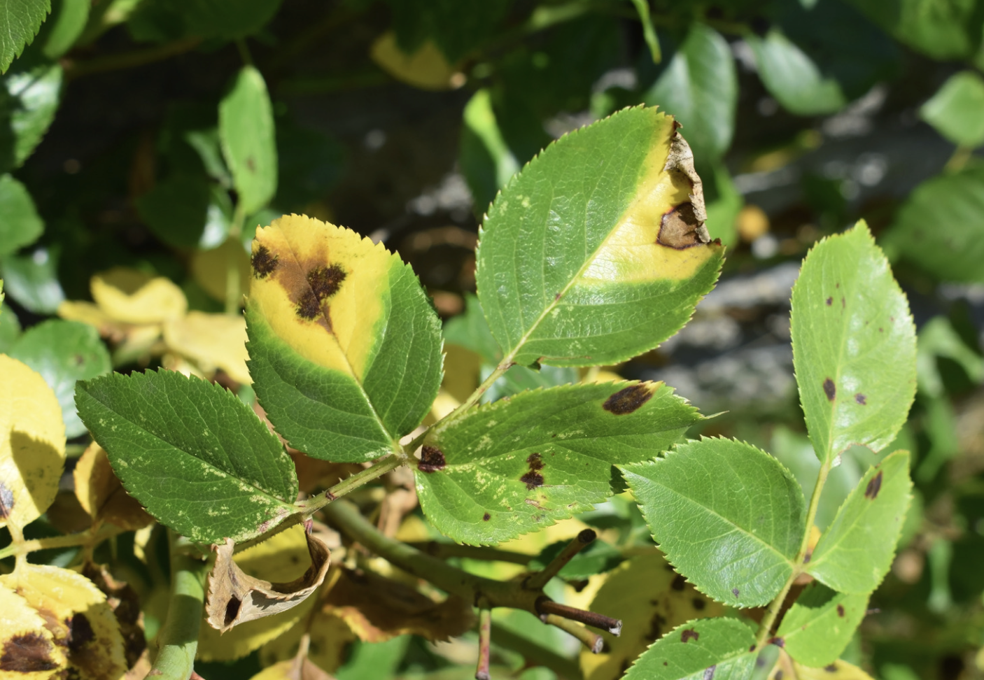 Pesky Pests, Funky Fungi, and Gosh-Darn Diseases