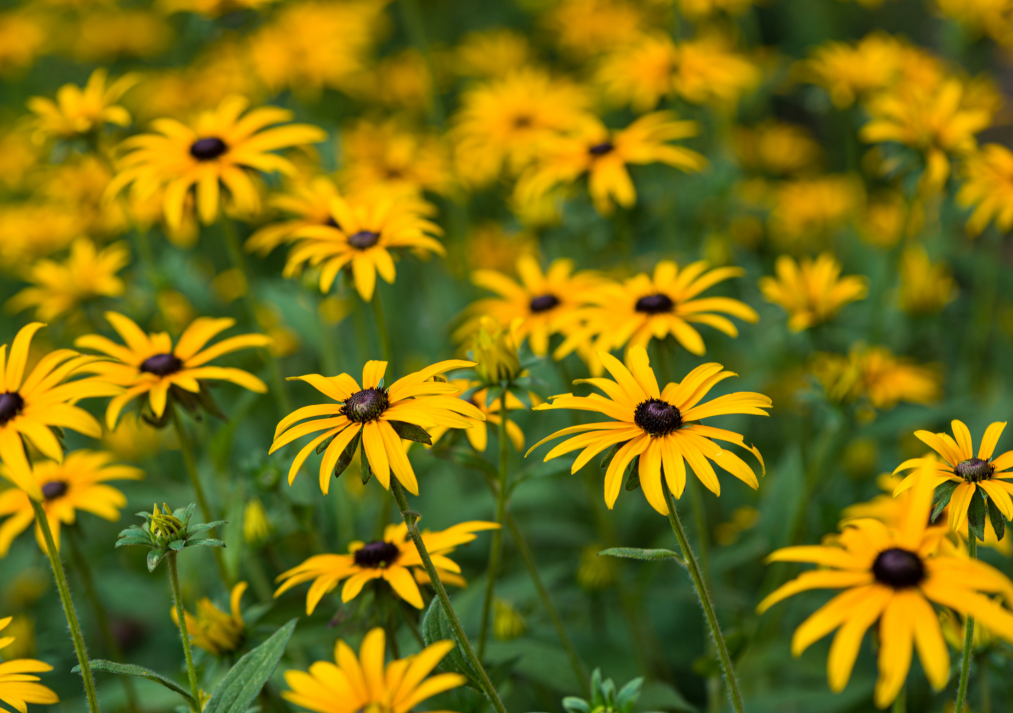 Black Eyed Susan Rudbeckia hirta