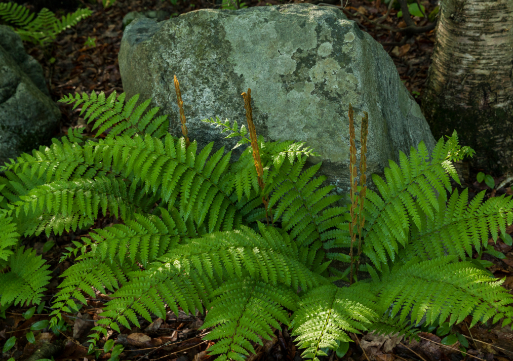 Christmas Fern Polystichum acrostichoides