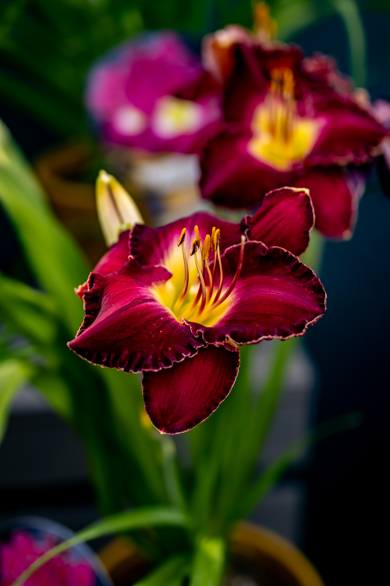 Daylilies