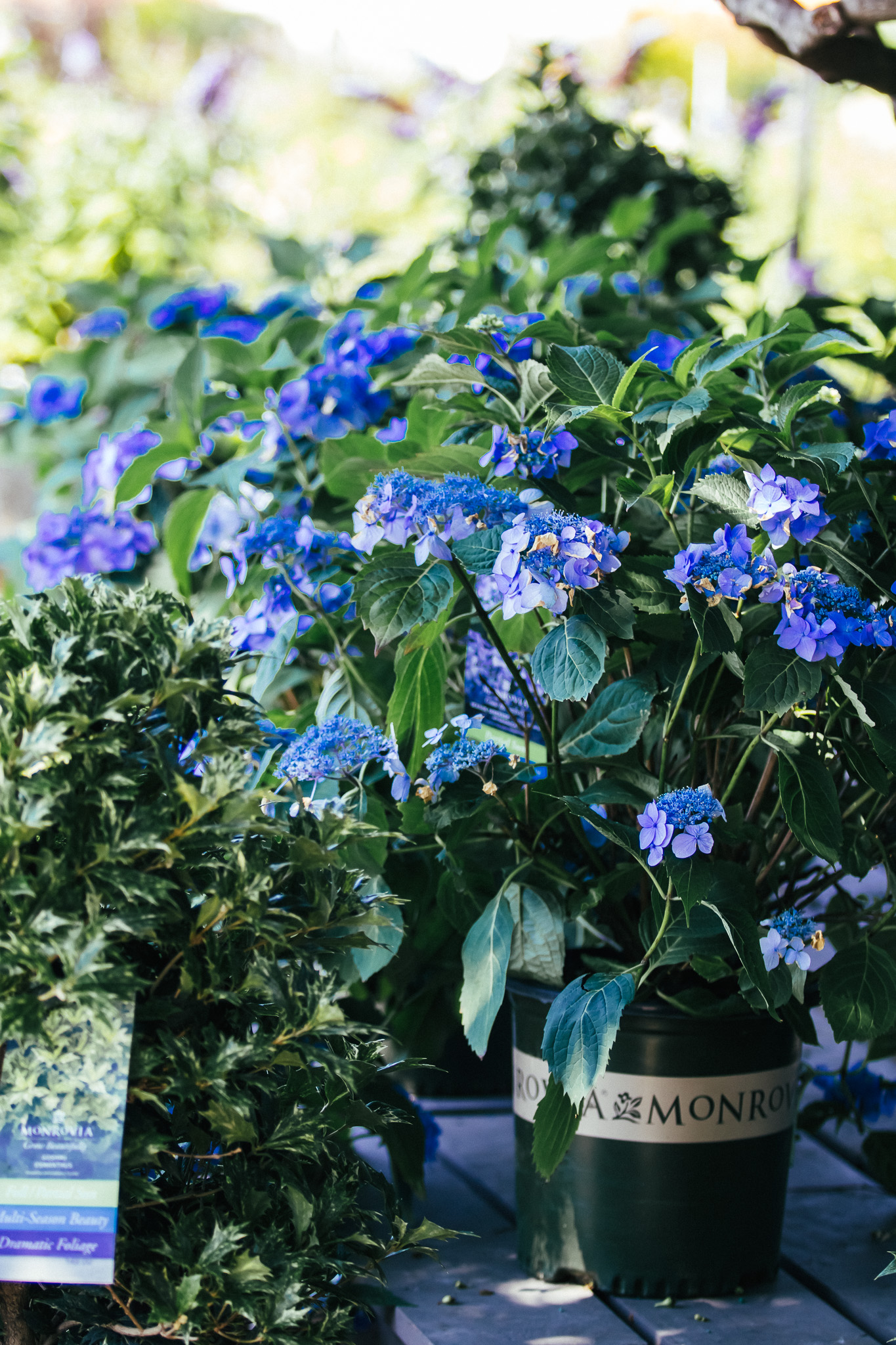 Hydrangea