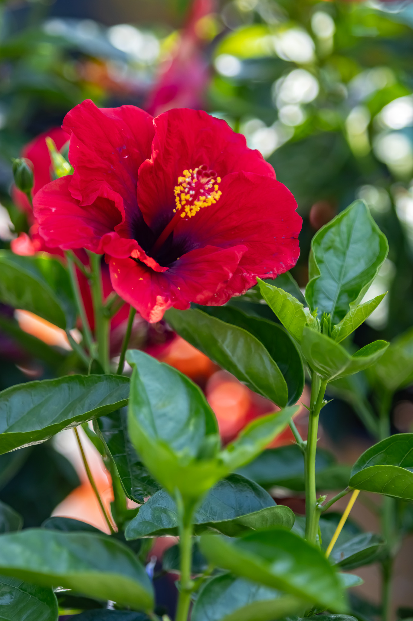 Perennial Hibiscus
