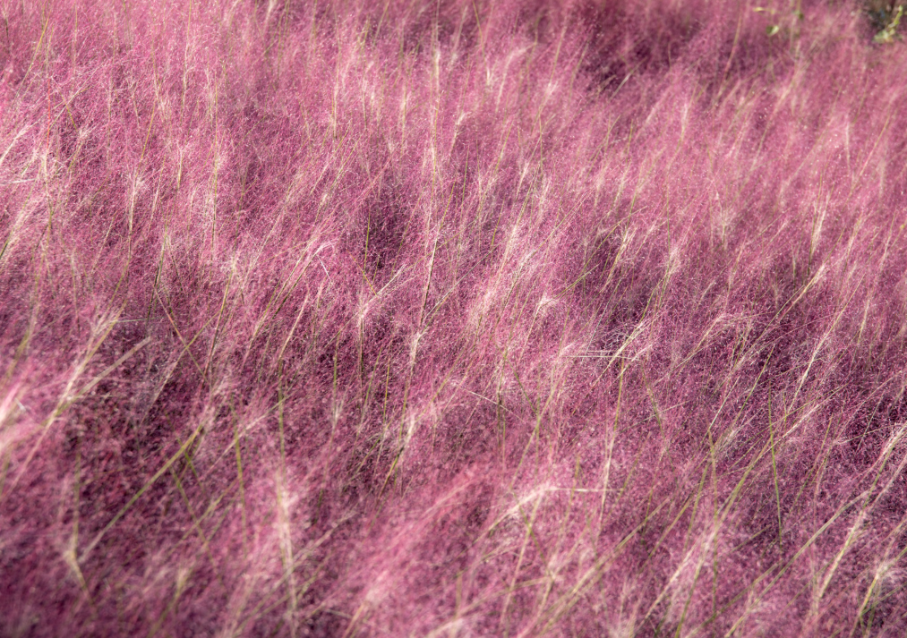 Pink Mulhy Grass