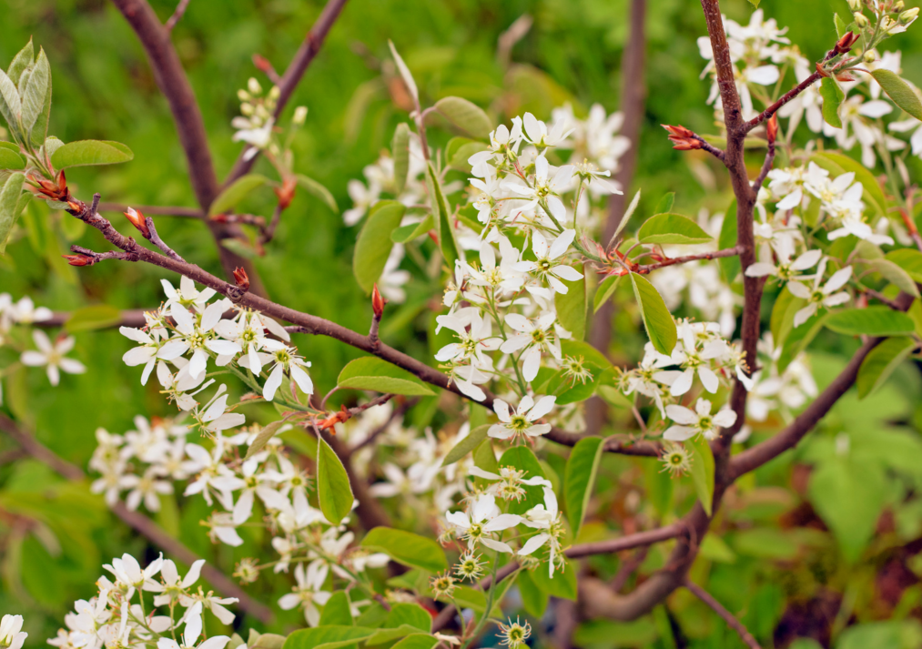 Serviceberry Amelanchier canadensis