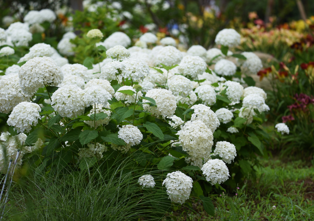 Smooth Hydrangea Hydrangea arborescens