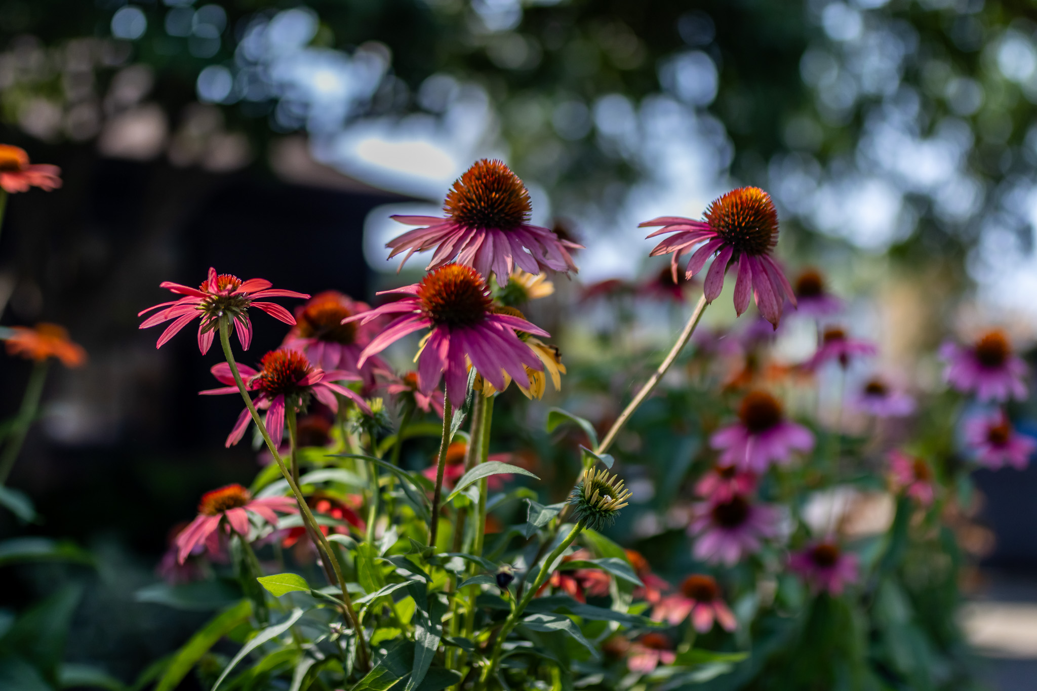 Coneflowers (Echinacea spp.)