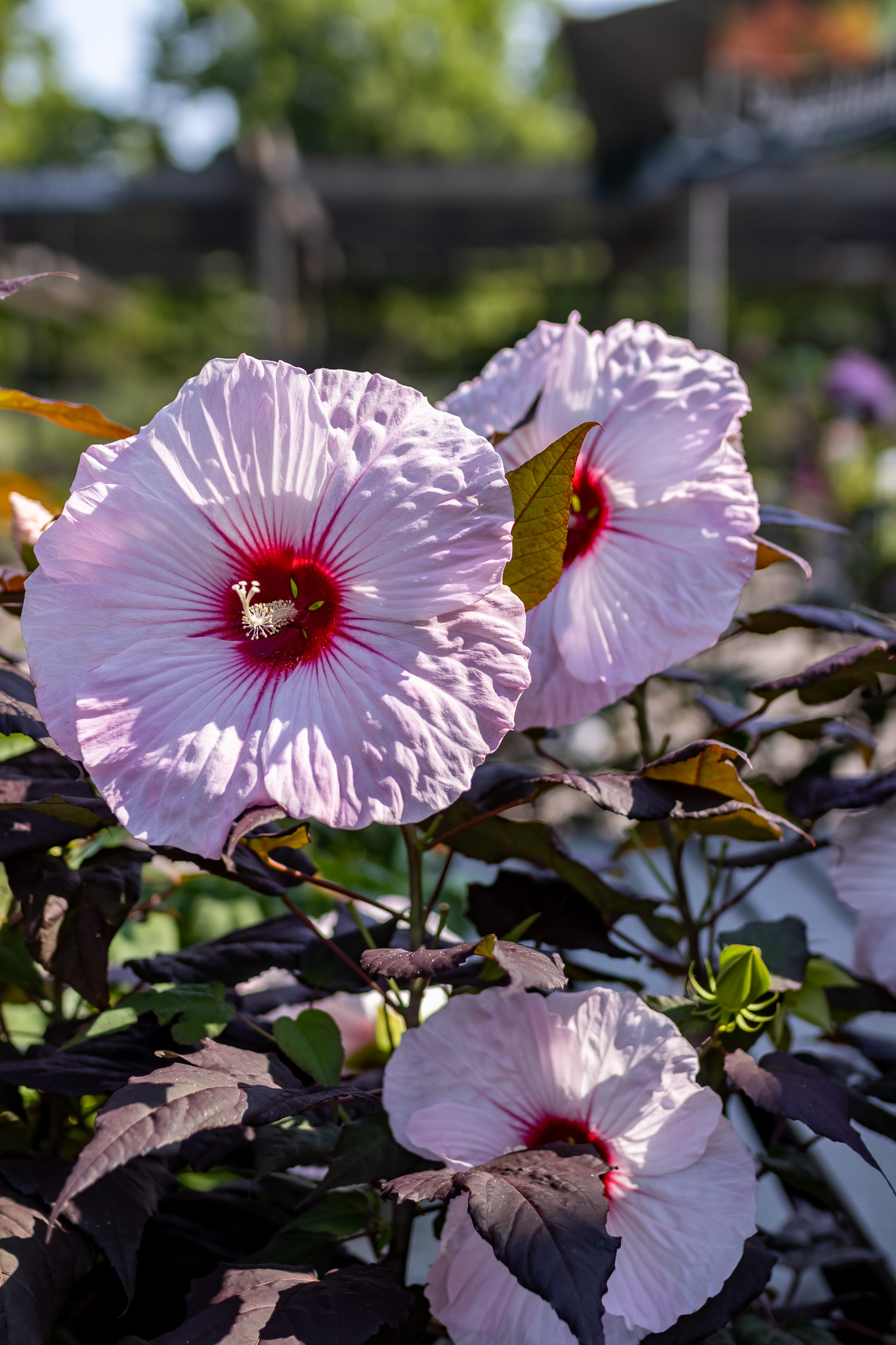 Perennial Hibiscus (Hibiscus moscheutos)