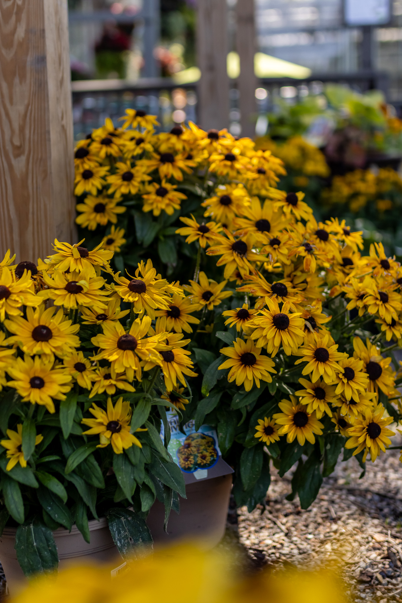Black-Eyed Susan (Rudbeckia fulgida)