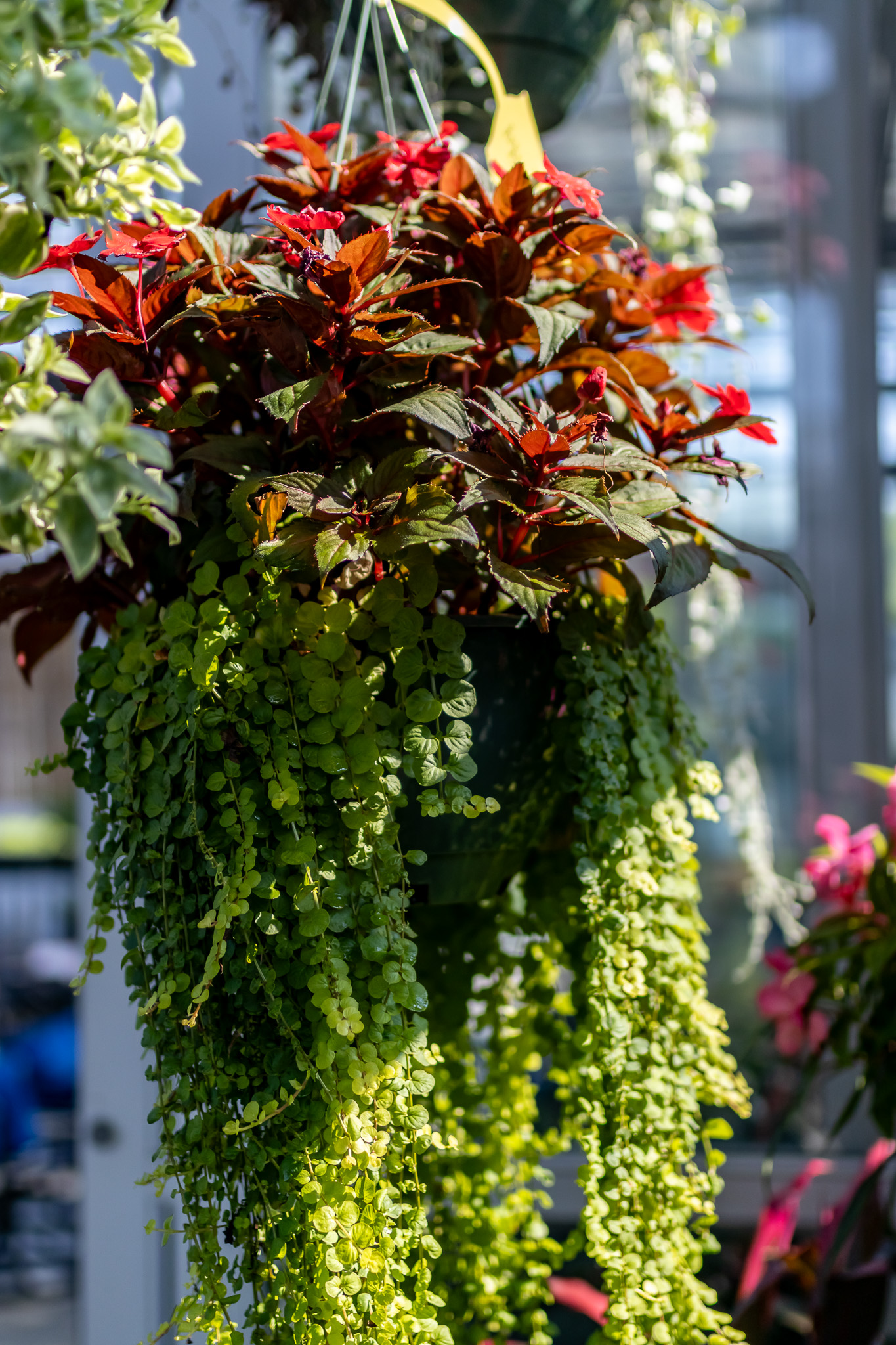 Annual hanging basket