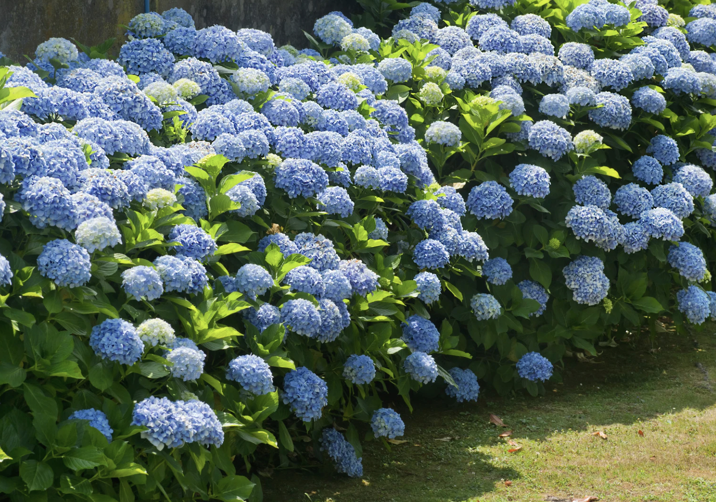 Hydrangeas 