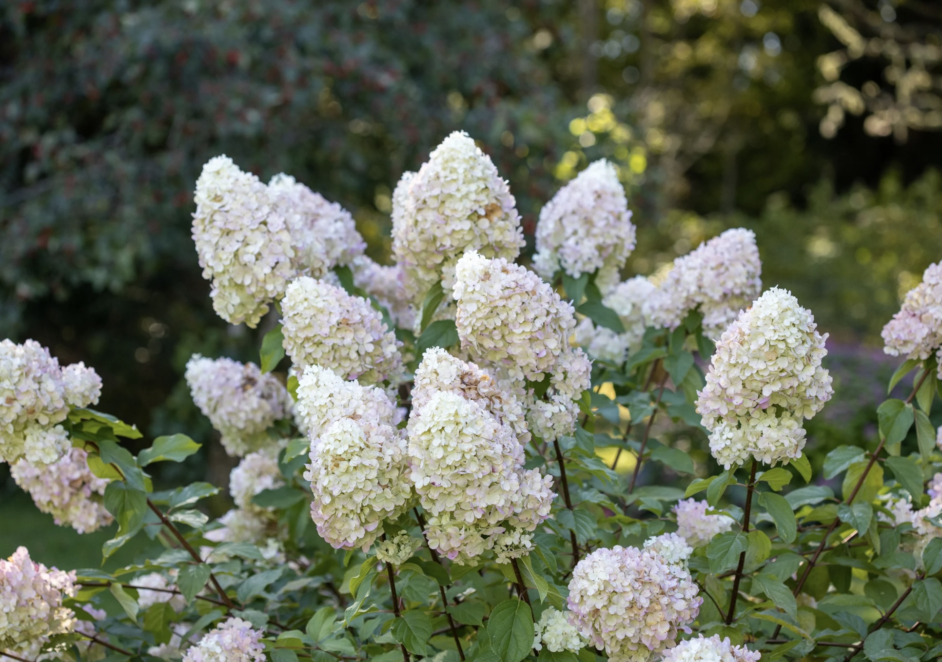 Panicle 1