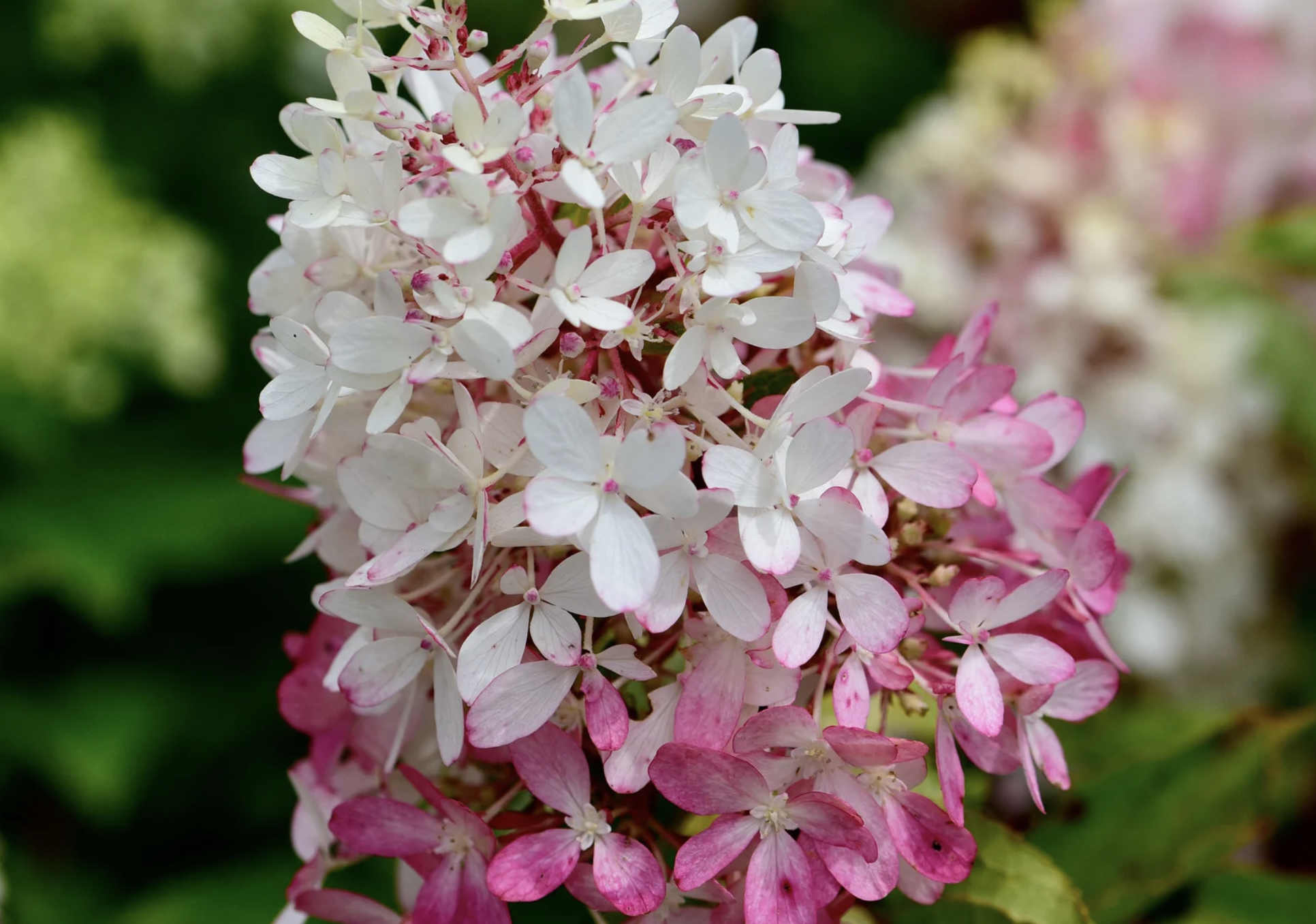 Panicle 2