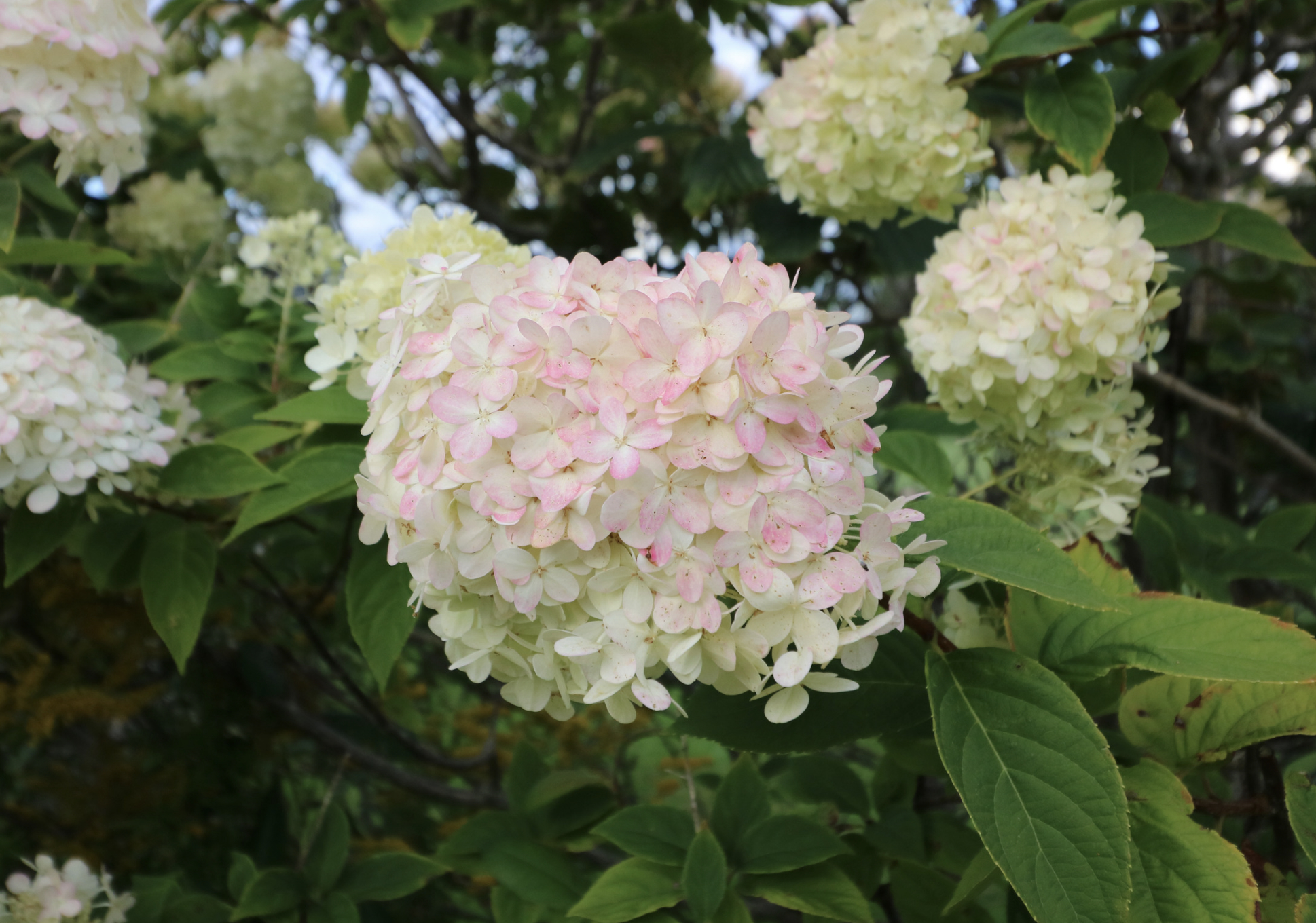 Panicle 3