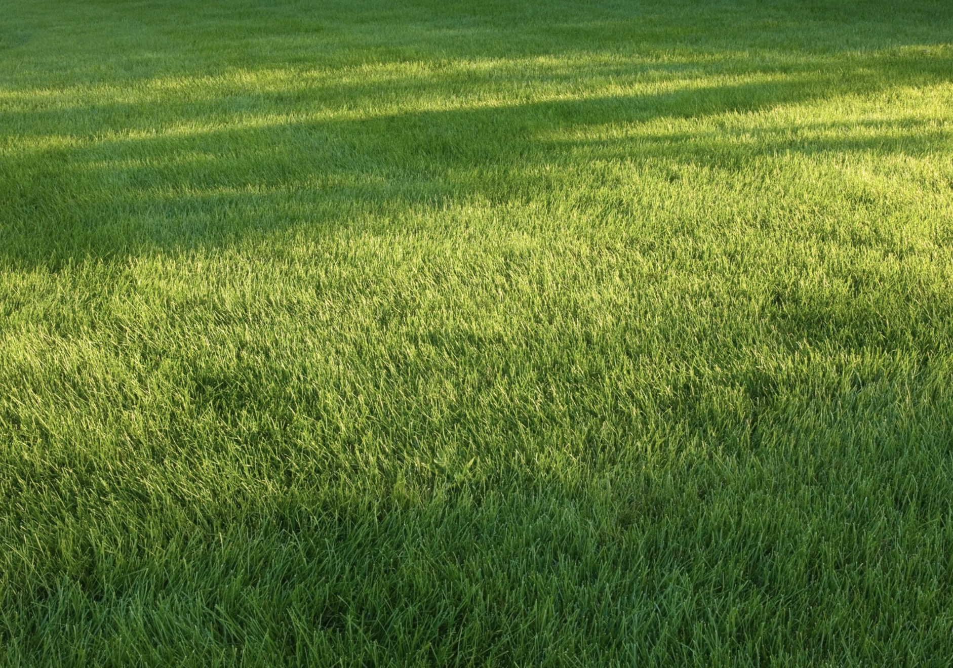 grass 3