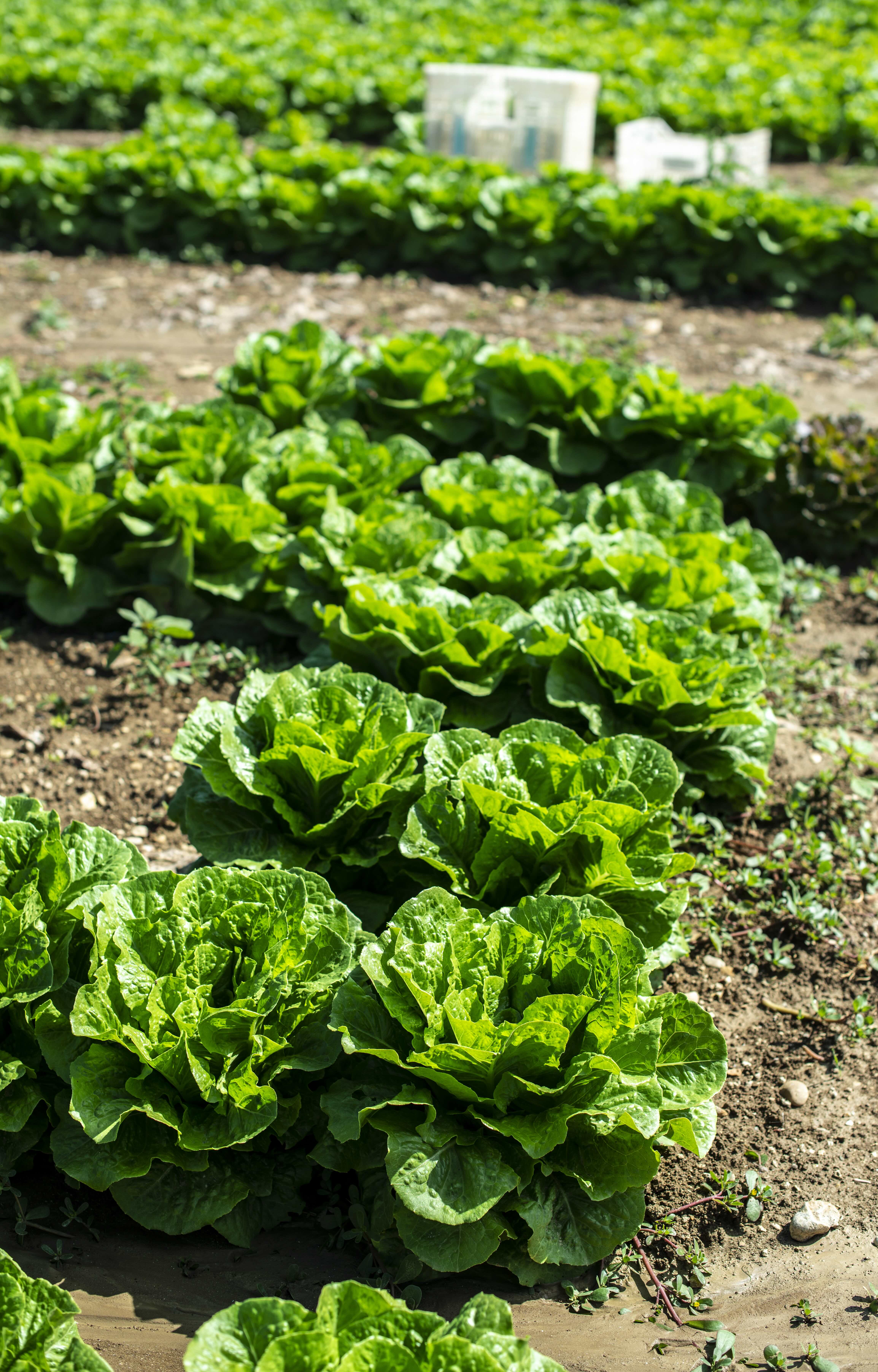Lettuce
