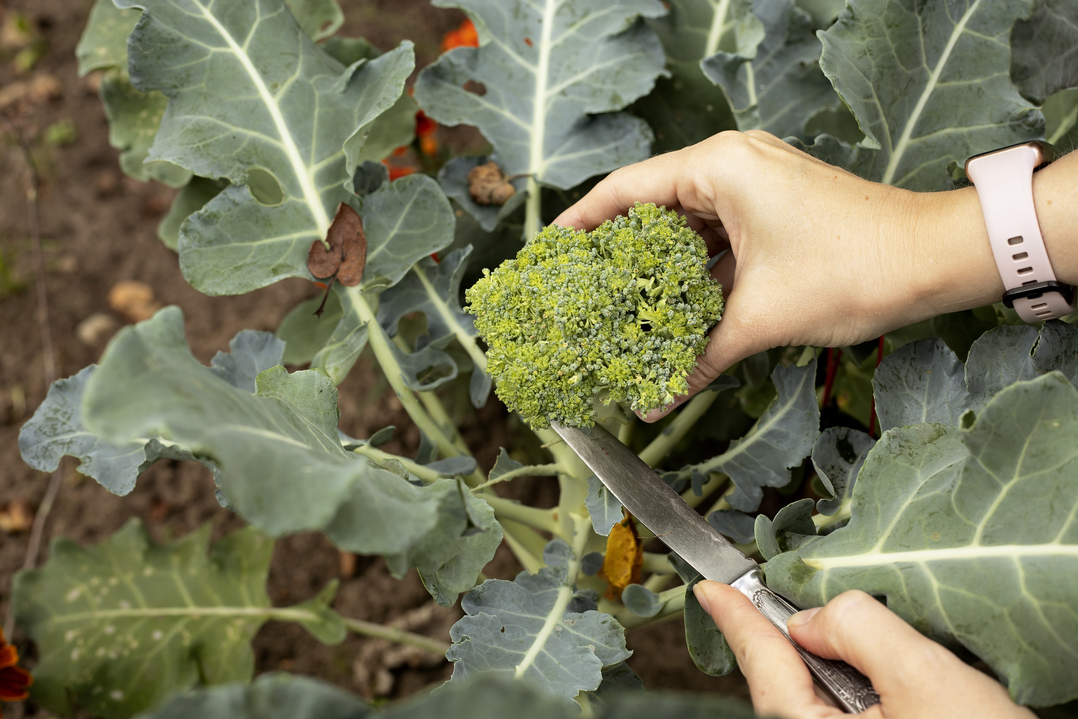 Broccoli