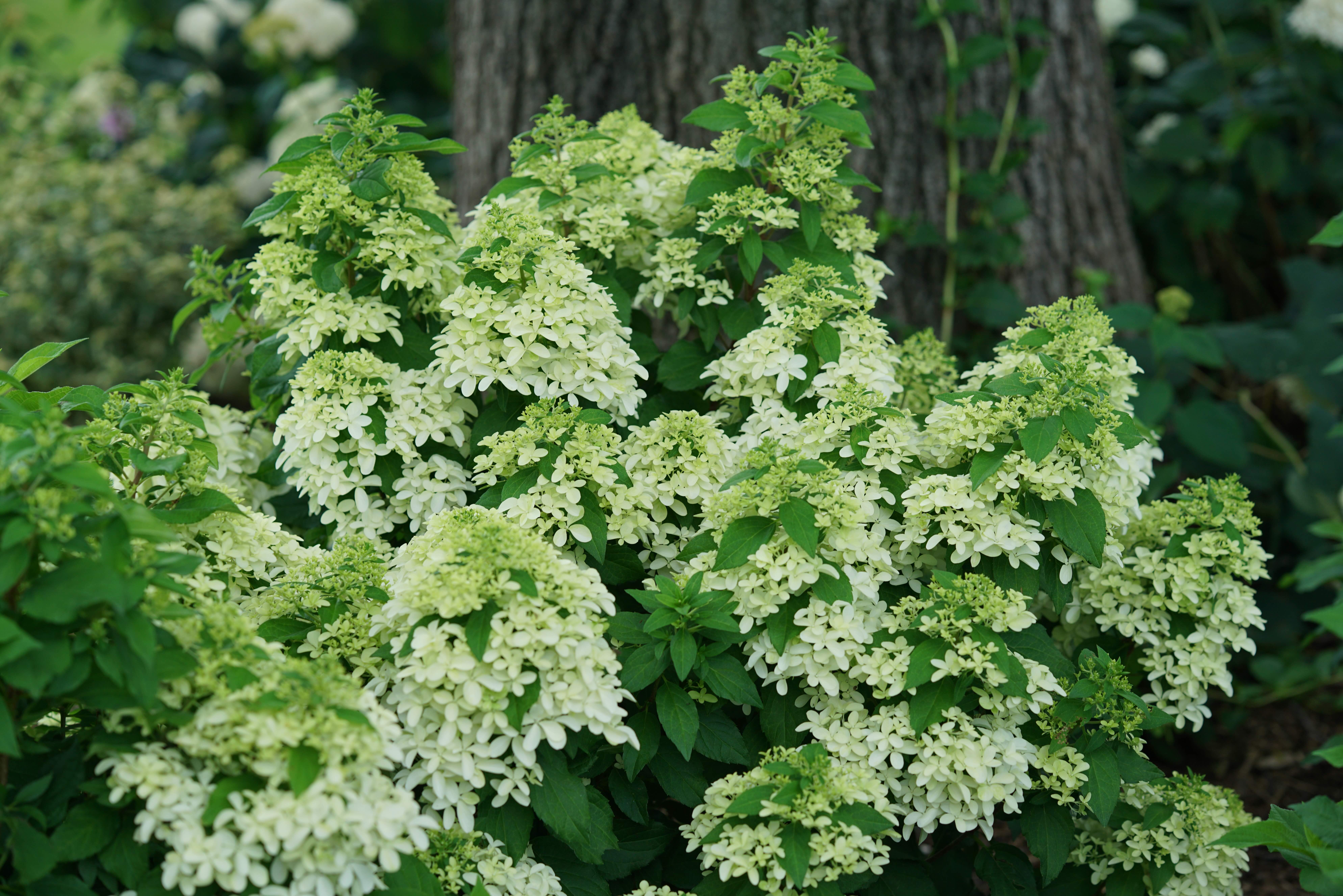 Panicle 4