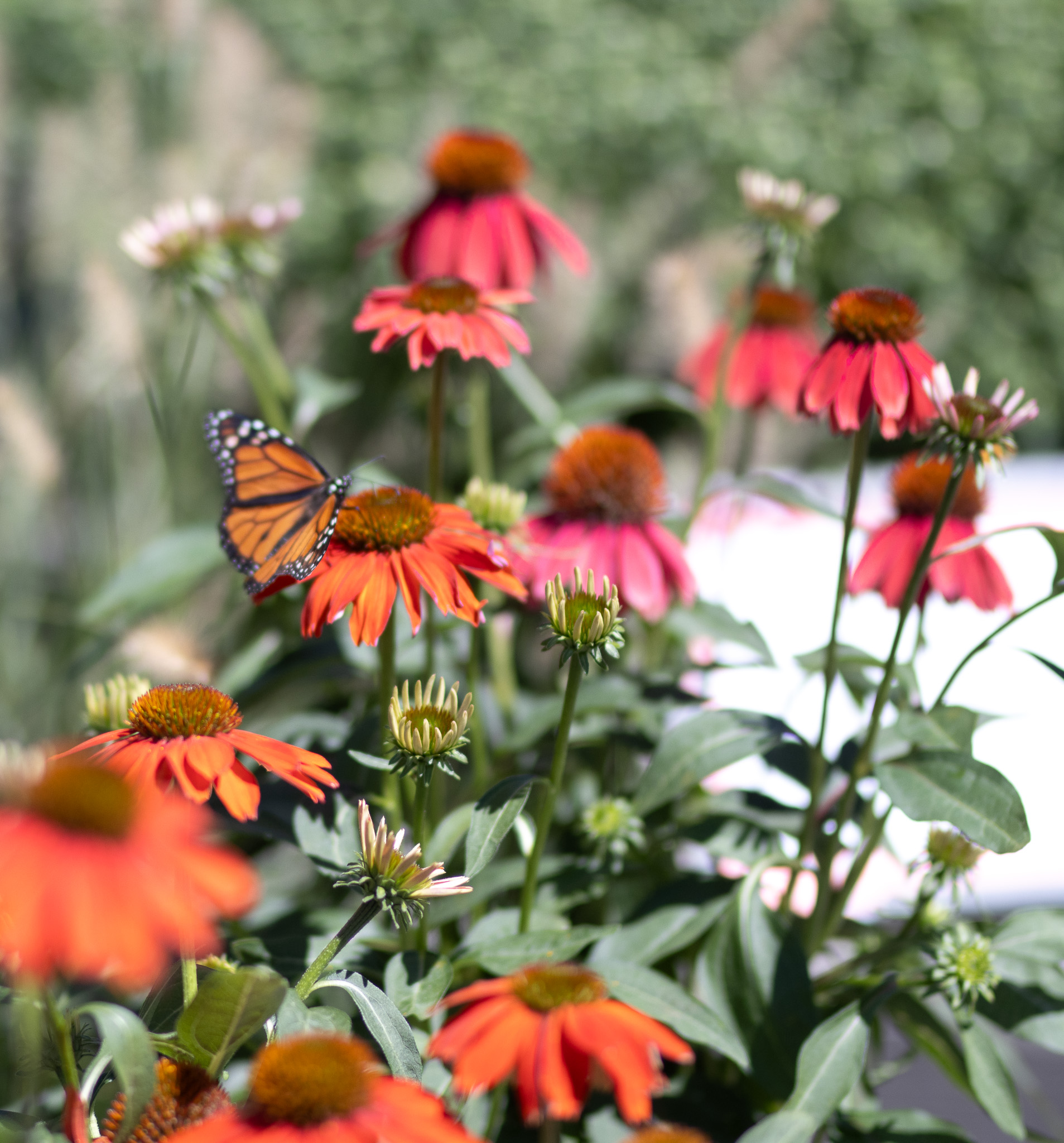Coneflower2
