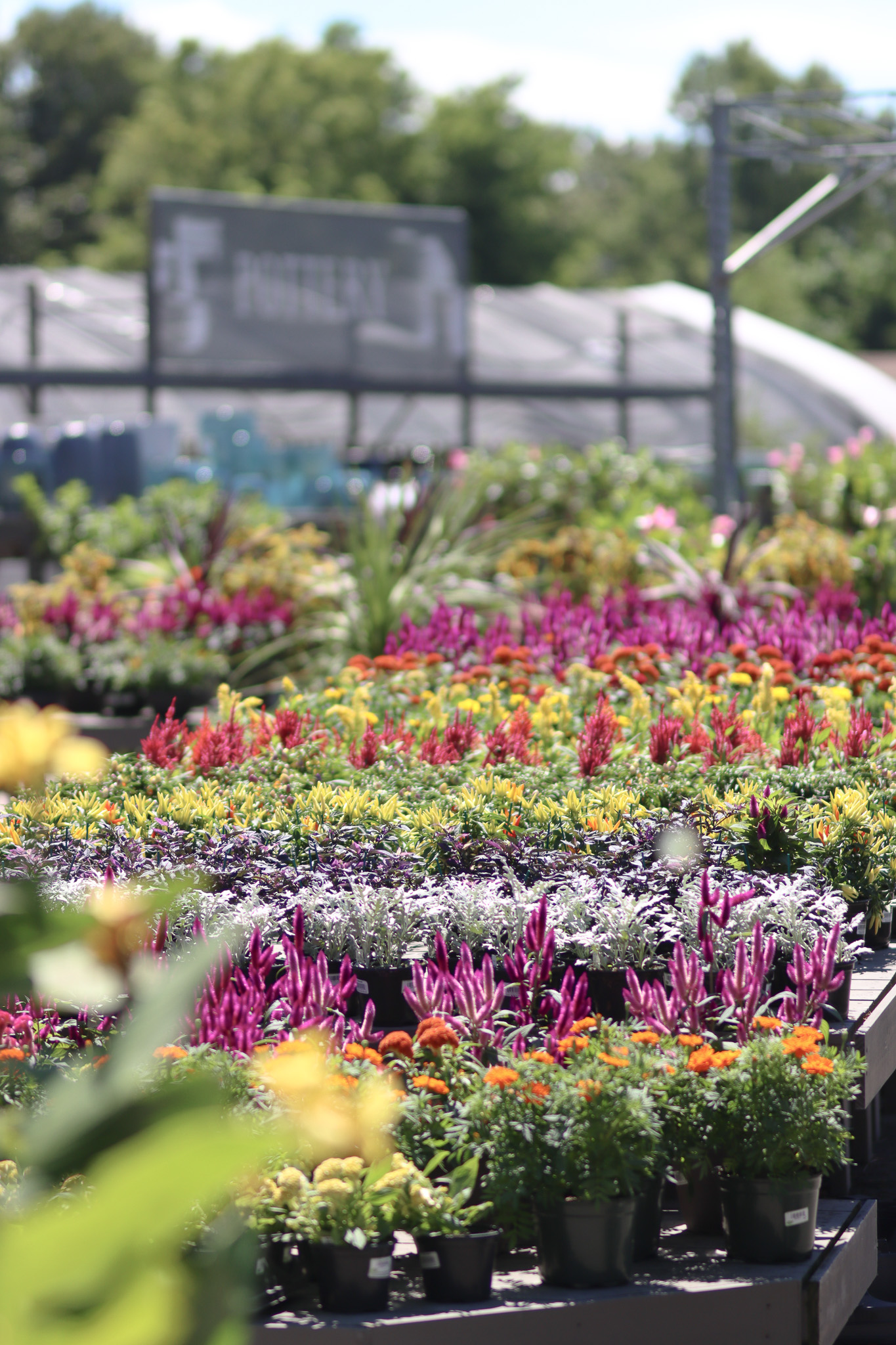 Annuals