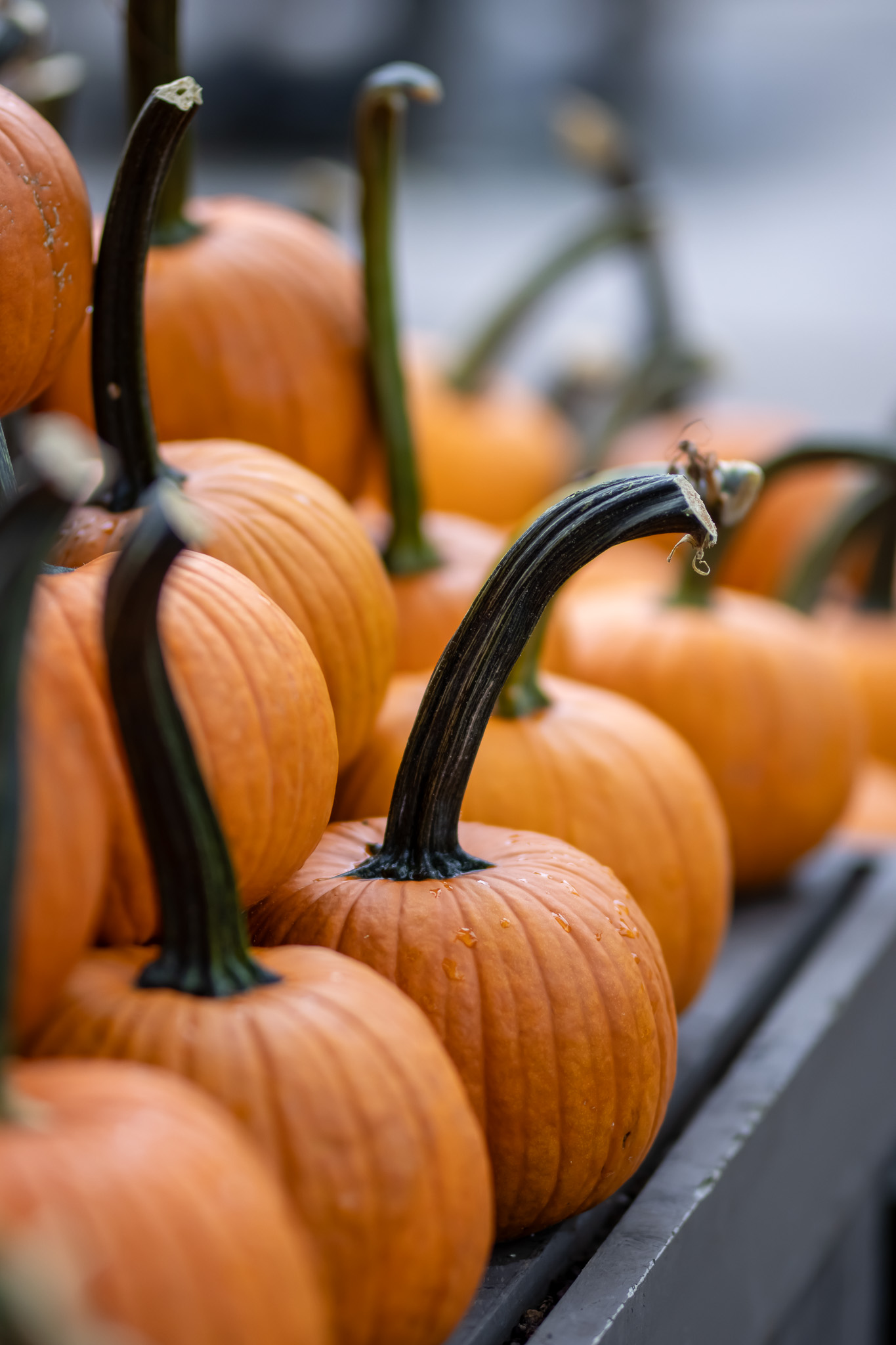 Pie pumpkins