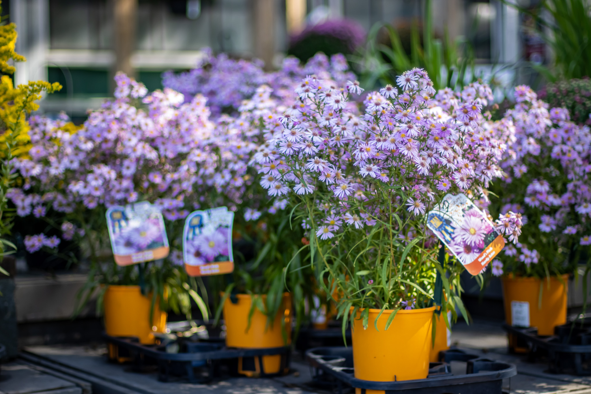 Asters