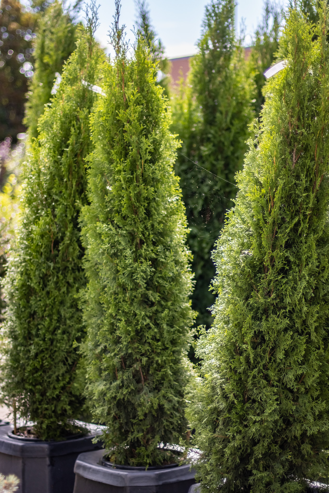 Plant Trees and Shrubs While the Soil is Still Warm