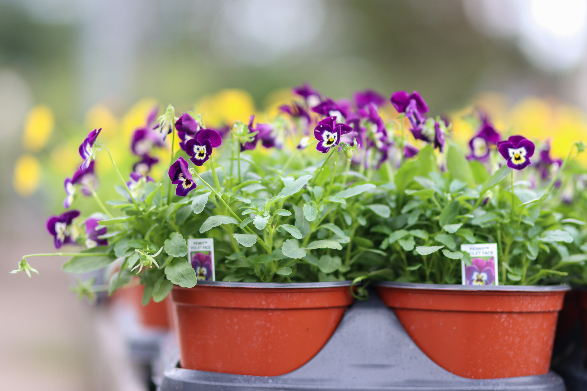 Pansies