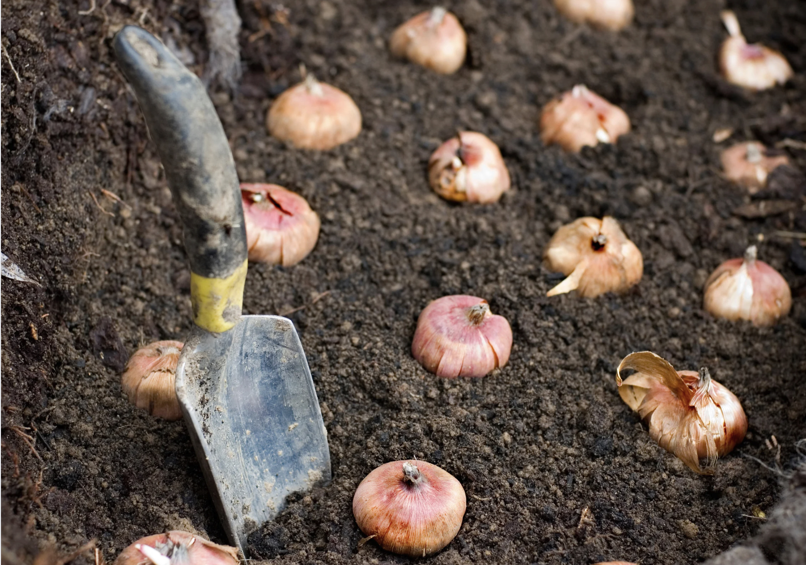 Start with Spring Bulbs