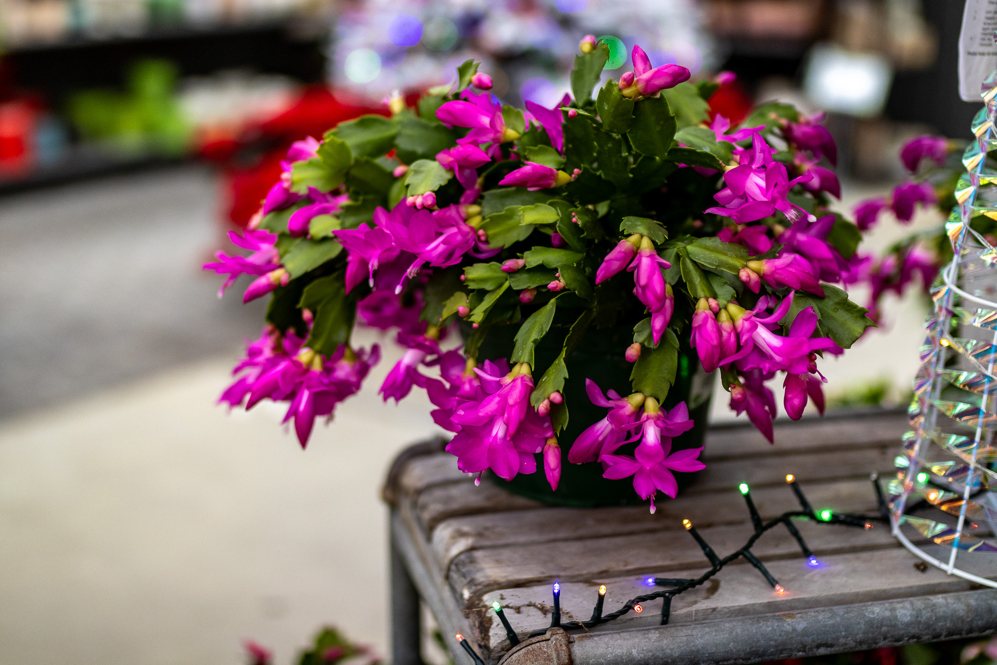 Holiday Cactus