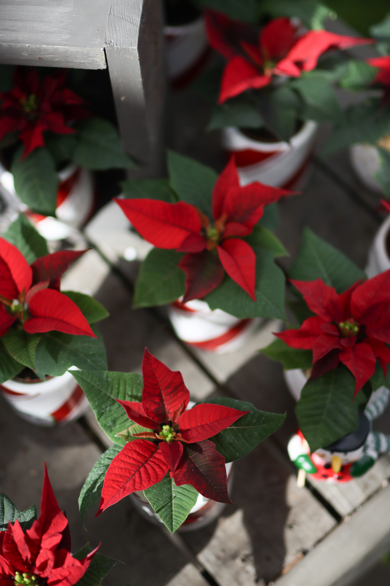 mini poinsettias