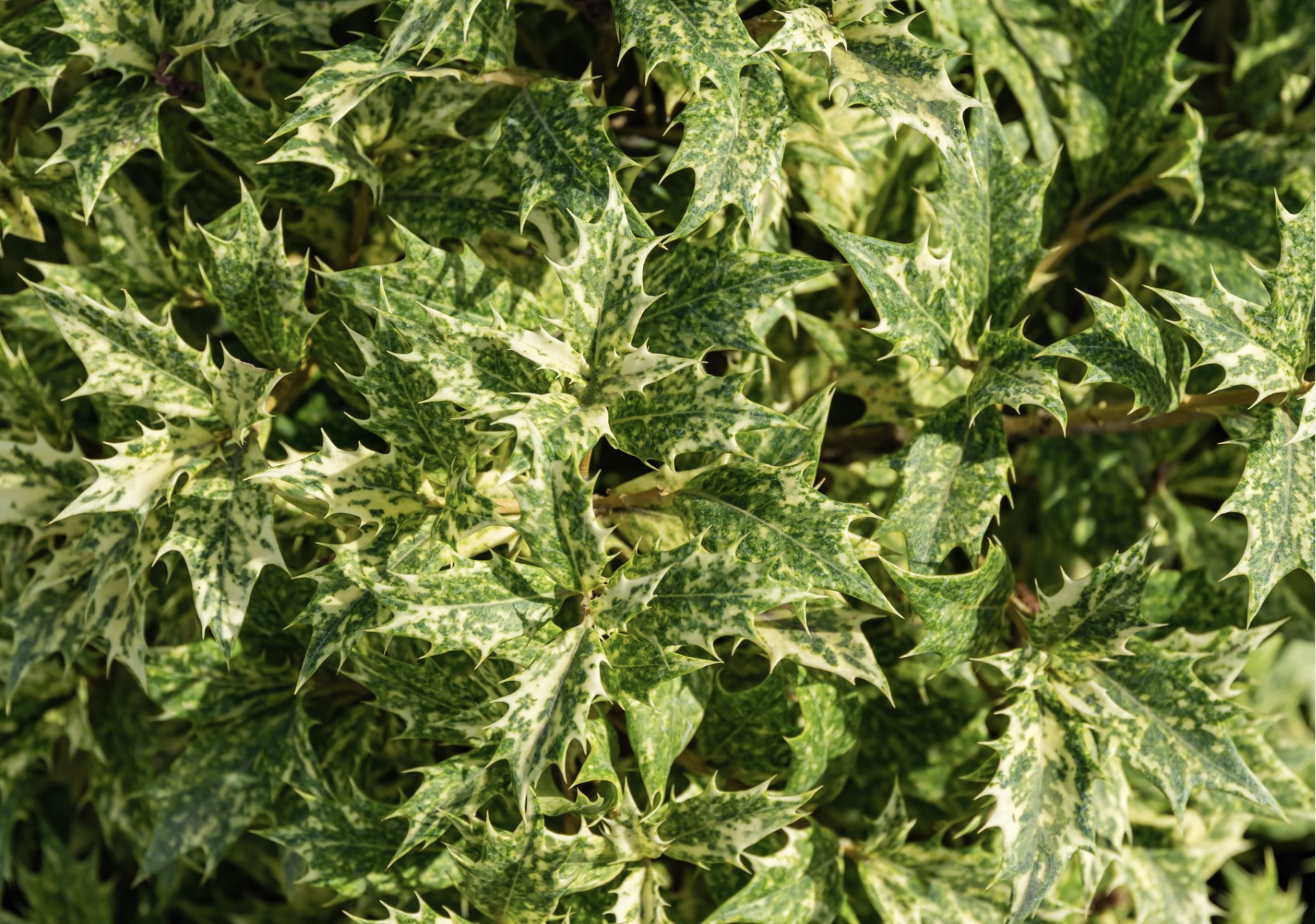 1. Goshiki Osmanthus (Osmanthus heterophyllus ‘Goshiki’)