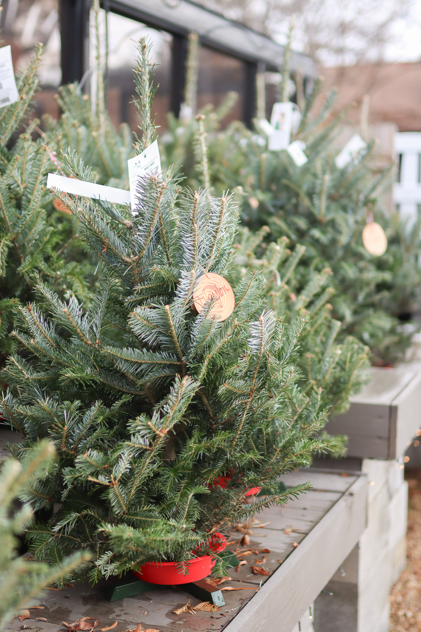 Fraser fir tree