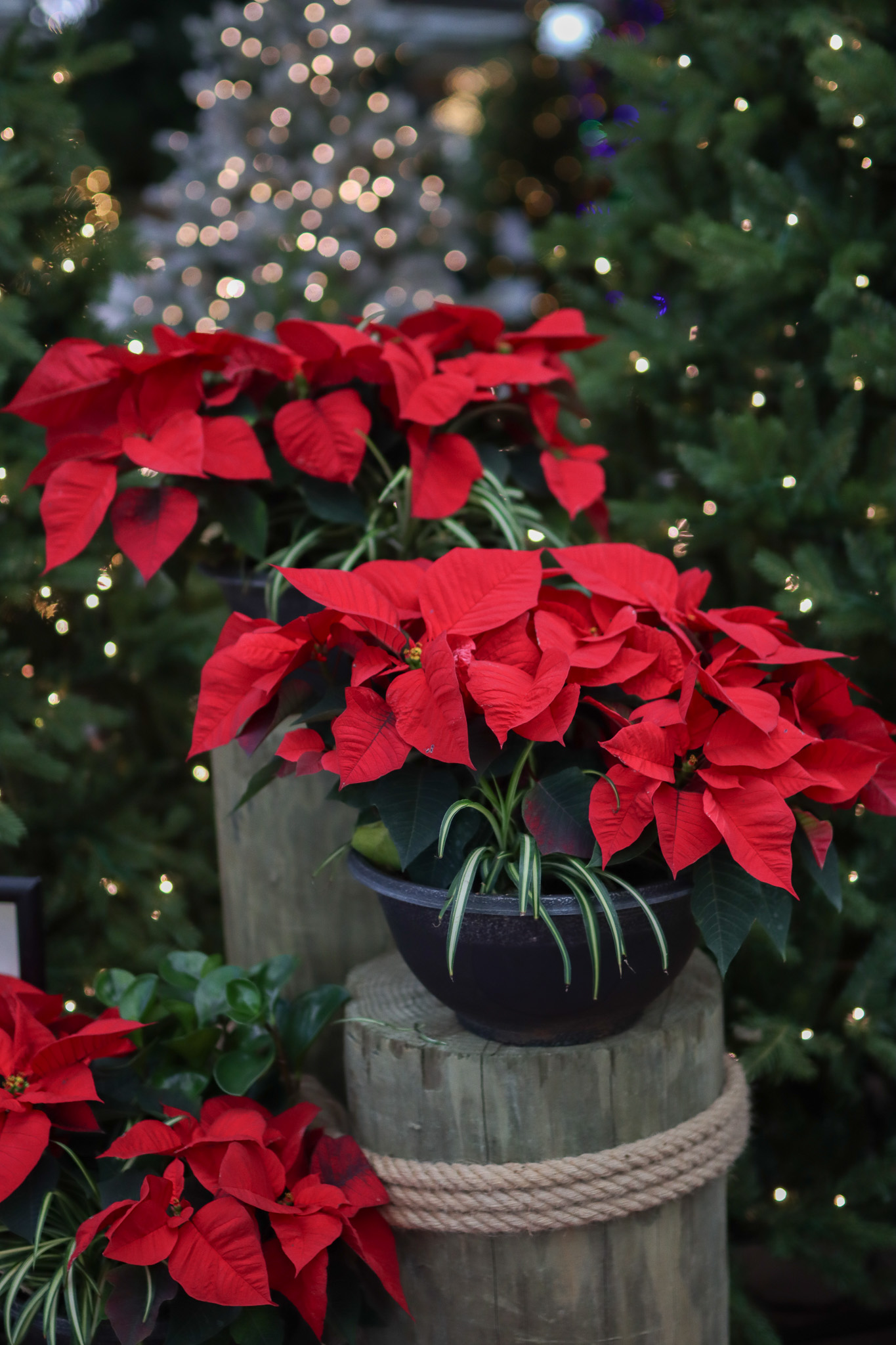 Poinsettia 3