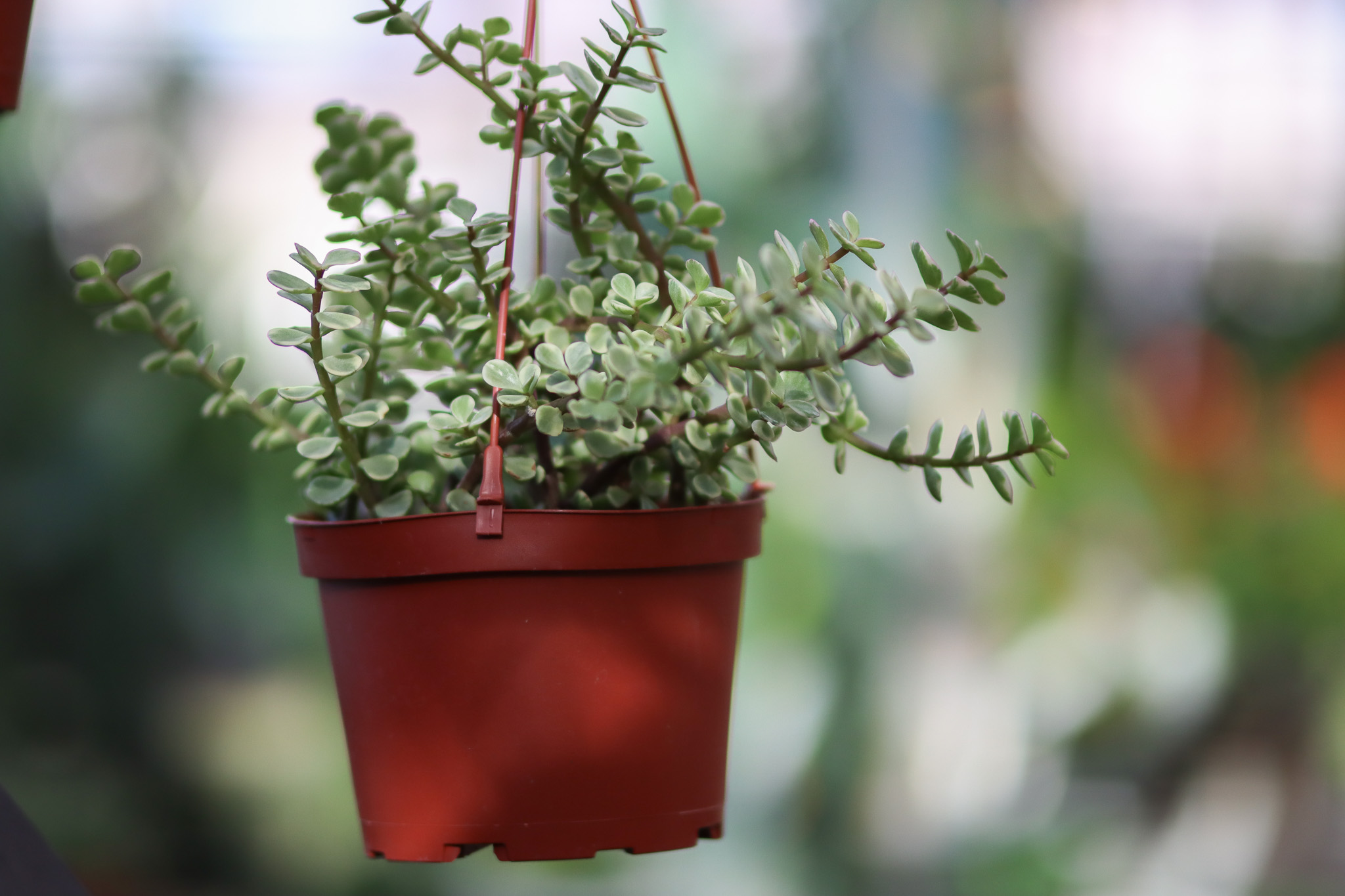 How to Take a Cutting (Step‑by‑Step)