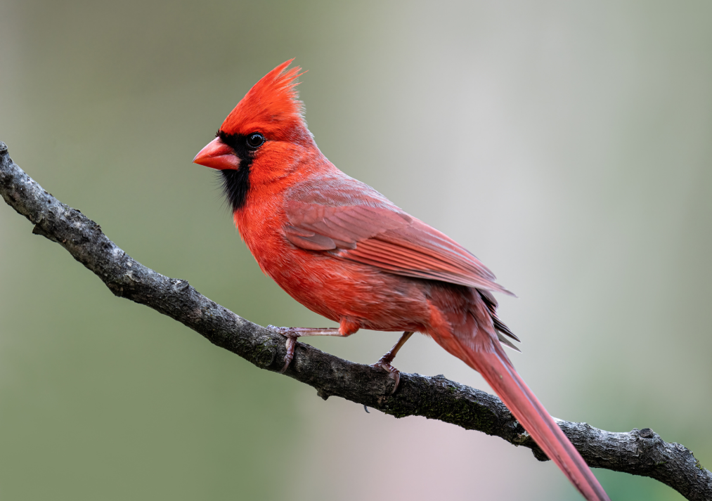 Northern Cardinal