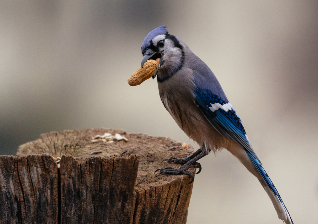 Blue Jay