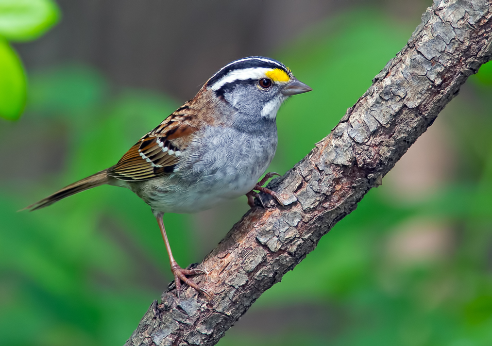 White-throated Sparrow