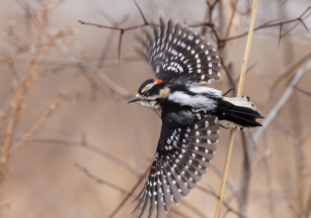 Downy Woodpecker
