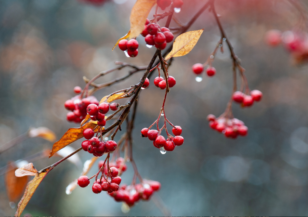 Understanding Bloom Time: New Wood vs. Old Wood