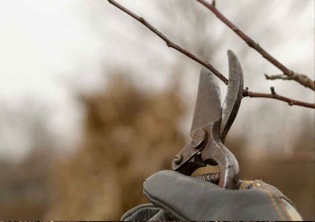 Winter Pruning Tips for Best Results