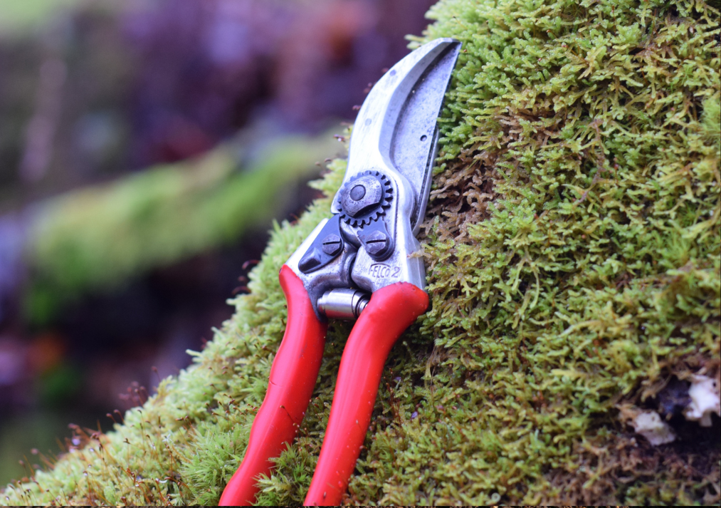 Tools We Recommend for Winter Pruning 