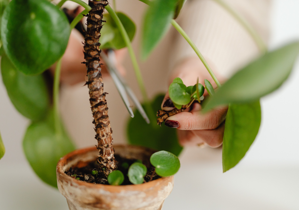 Why Propagate from Cuttings?