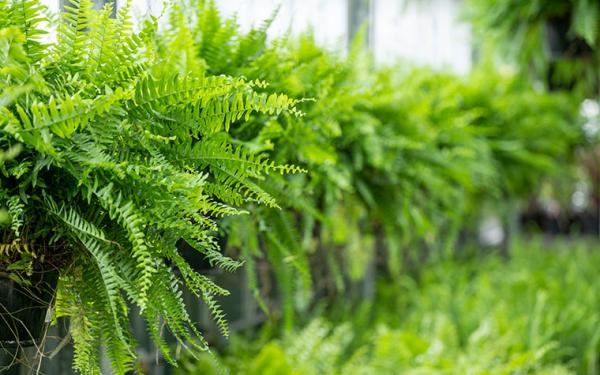 Houseplants, McDonald Garden Center