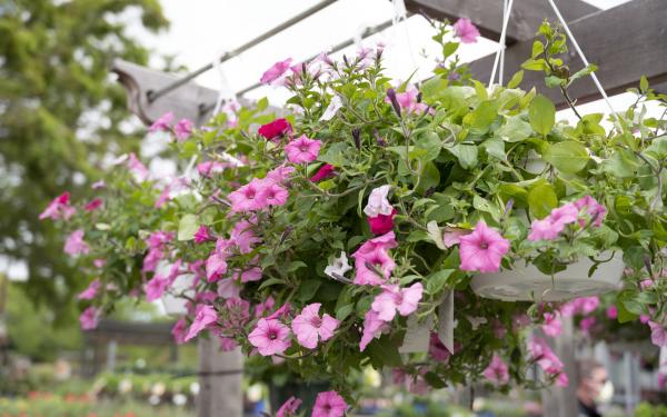 Spring in Hampton Roads - Gardening To Do List, McDonald Garden Center