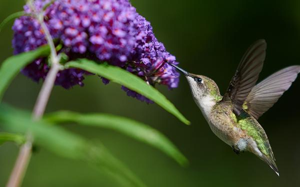 What Every Garden Needs for Hummingbirds, Bees, & Butterflies