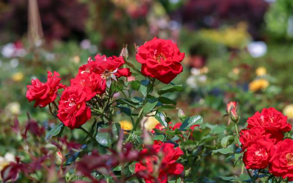 Your Southeastern Summer Garden Checklist