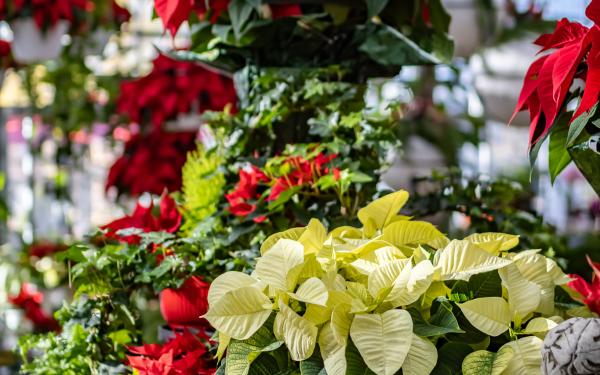 Bring the Holidays to Life with These 5 Festive Houseplants